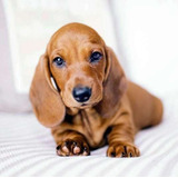 Dachshund, Salchichas 