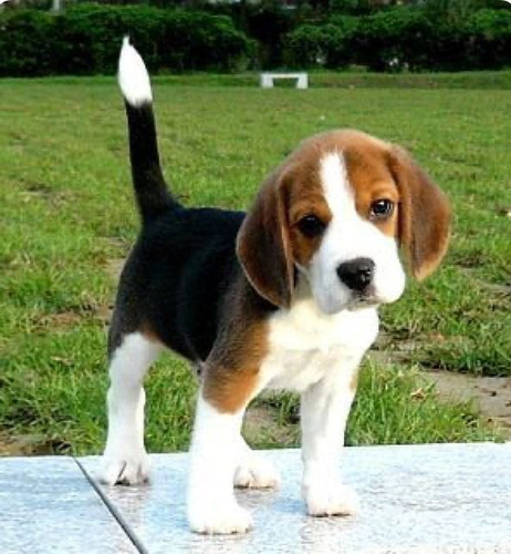 Beagle Cachorros Calidad Vip