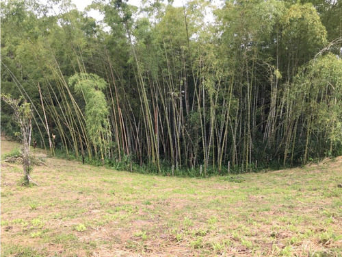 Venta Amplio Lote De 10036mts Via Altagracia Pereira - Imagen 4