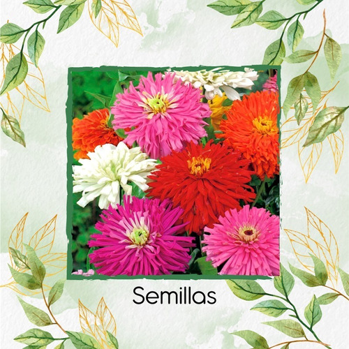 400 Semillas Orgánicas De Flor Zinnia Crisantemo Mezcla