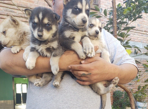 Cachorros Husky Siberiano