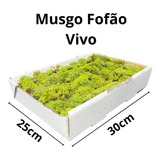 2 Caixas Musgo Fofão Verde Para Terrário Decoração Kokedama