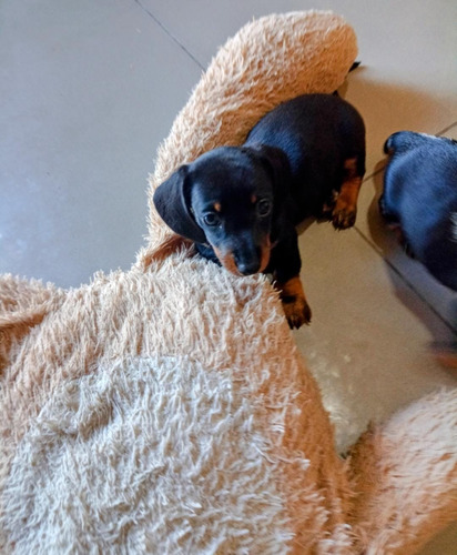 Caachorros Salchichas Dachshund Mini Hembritas Para Entregar