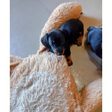 Caachorros Salchichas Dachshund Mini Hembritas Para Entregar