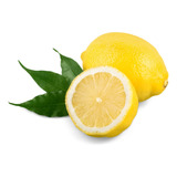 Plantas De Limon Genova Pack De 5