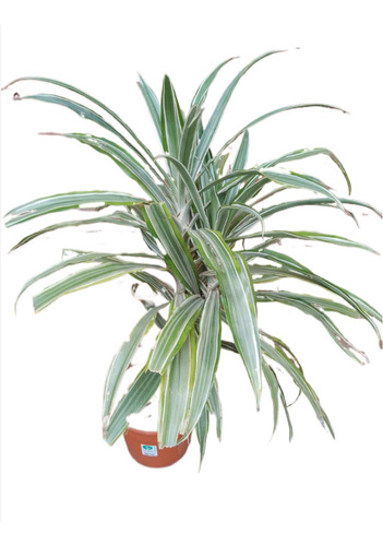 Dracaena Warneckii En Mac 21 - Interior