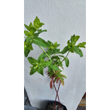 Plantas Raras De Euphorbia Oblongata, Ahuyenta Roedores!!!