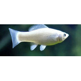 Pacote Com 30 Peixes Molinesia Albina De Água Doce - Aquário