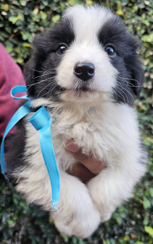 Cachorros Border Collie Con Pedigree Fca !! 