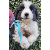 Cachorros Border Collie Con Pedigree Fca !! 