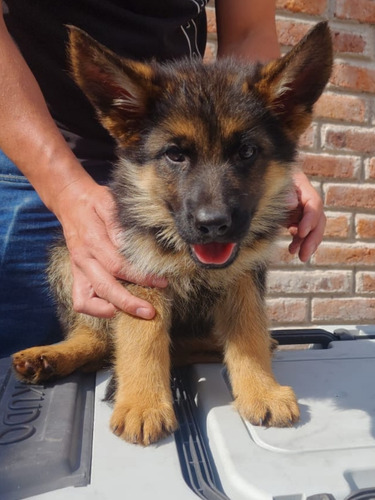 Cachorra Pastor Alemánmadre Importada De Italia