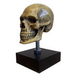 Cráneo Fc - Escala 1.4 (escultura)