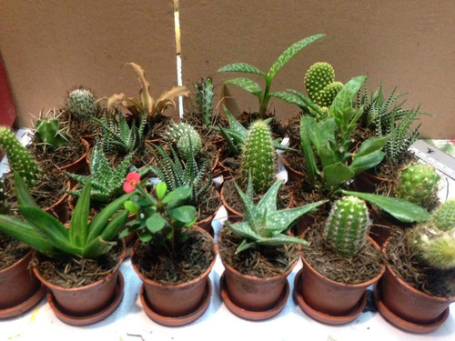 Cactus Con Suculenta Miniatura Mas Gastos De Envío 