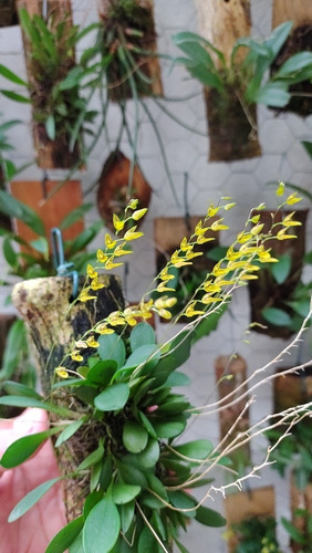 Lote Com 15 Micro/mini Orquídeas - Frete Grátis!!! Lindas! 