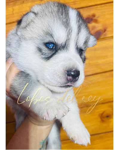 Hembra Siberian Husky Siberiano Pedigree