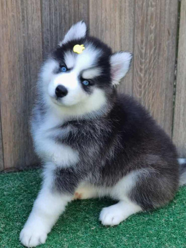 Husky Siberiano