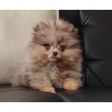 Cachorro Macho Pomerania Chocolate Merle And Tan 