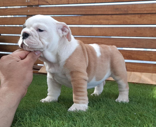 Excelentes Cachorros  Bulldog 