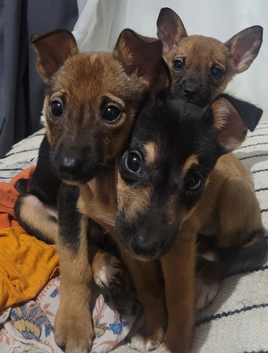 Cachorros Minis En Adopción  Cruza Con Fox Terrier Toy