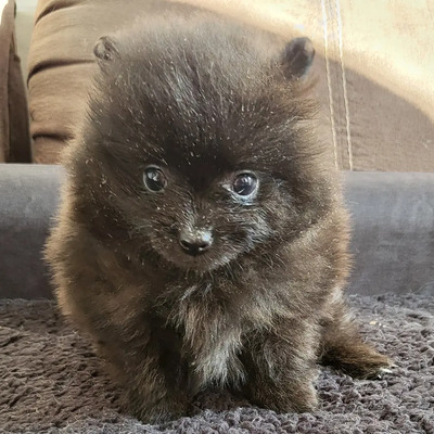 Cachorra Pomerania Carita De Oso | Meses sin interés