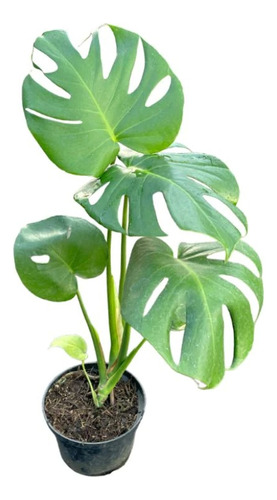 Planta Monstera Deliciosa - Costilla De Adán