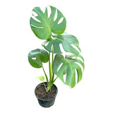 Planta Monstera Deliciosa - Costilla De Adán