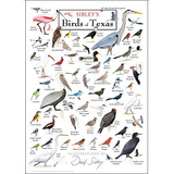 Póster  Aves De Texas  De Sibley