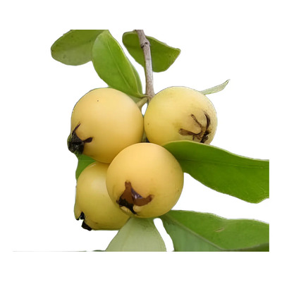 Guayaba Japonesa Cattle Amarilla Arbol Enano Peruano M.e. | Meses sin interés