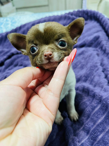 Pet Chihuahua Pelo Curto Maravilhosos.