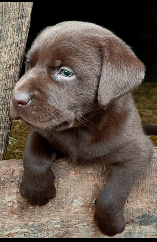 Cachorros Labrador Chocolate