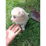 Cachorros Pomsky Con Ojos Azules Tercera Generacion