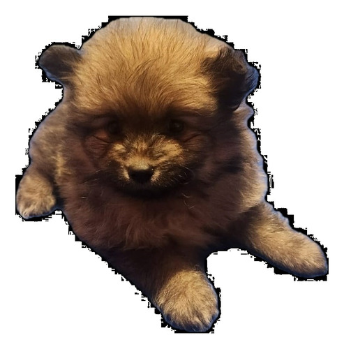 Precioso Cachorro Pomerania Macho Negro Beige Envío Incluido