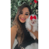 Lulu Da Pomerania Ursinho A Pronta Entrega