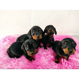 Hermosos Dachshund Miniatura  Salchicha Toy