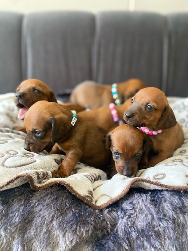 Camada  Salchicha  Teckel, Dachshund,1 Mes, Hembras Y Machos