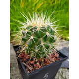 Cactus Asiento De Suegra Echinocactus Grusonii Raro