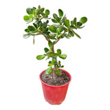 Planta De Jade - Árbol De La Abundancia, Prosperidad, Dinero