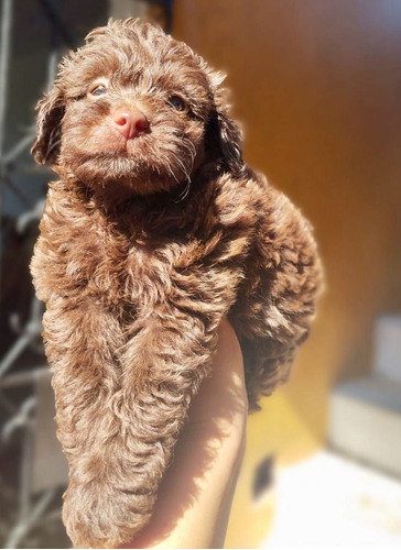 Cachorra French Poodle Chocolate Sabaneta, Med, Animal Pets 