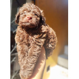 Cachorra French Poodle Chocolate Sabaneta, Med, Animal Pets 