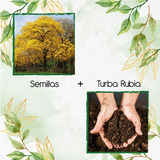 100 Semillas De Árbol Guayacán Amarillo + Turba Germinación