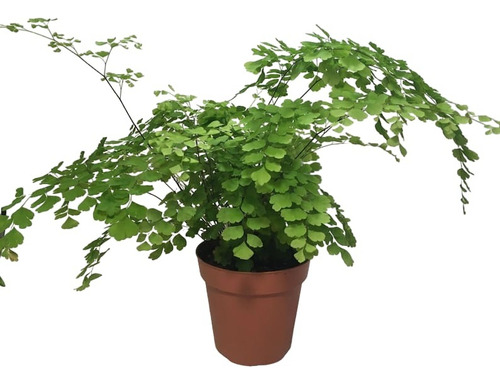 Helecho Culantrillo - Adiantum Capillus-veneris