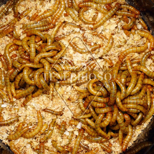 300 Larvas Vivas Tenebrio Molitor - Frete Grátis