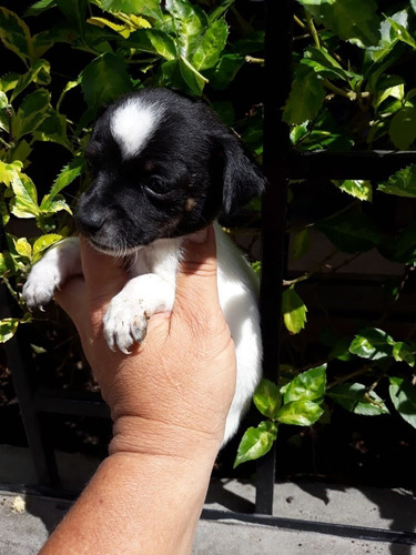 Pincher Cachorro Mascotas Rionegro Medellín Bogota