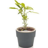 Vaso Auto Irrigável M Horta Vasos Para Plantas Tempero Flore Cor Chumbo