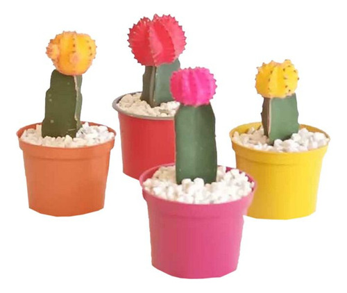 Cactus Coreano M-10