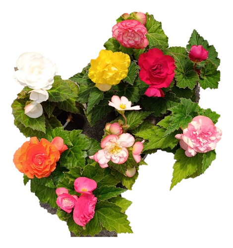 Pack 5 Planta De Flores Begonia Tuberosa Mix Colores