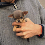 Chihuahua Cabeza De Manzana Cachorros