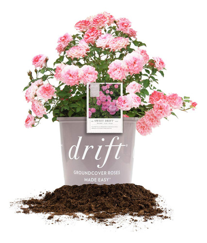 Perfect Plants Sweet Drift Rose - Planta Viva, 3 Galones, Ve