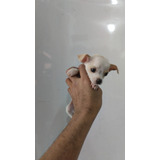 Cachorros Chihuahua Entrega Inmediata