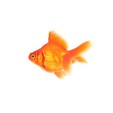 Goldfish Chico Surtido Super Oferta Con Mundo Acuatico
